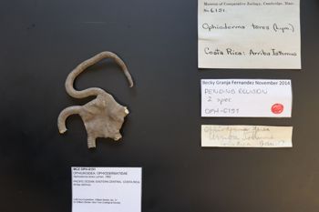 Media type: image; Invertebrate Zoology OPH-6151